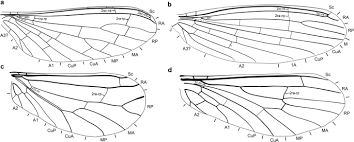 Attēlu rezultāti vaicājumam “Coniopterygidae”