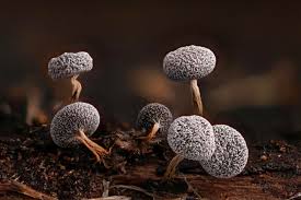 Attēlu rezultāti vaicājumam “Physarum leucopus stalked”