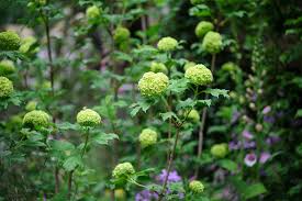 Attēlu rezultāti vaicājumam “Viburnum opulus flower”