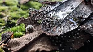 Attēlu rezultāti vaicājumam “Physarum compressum sessile”