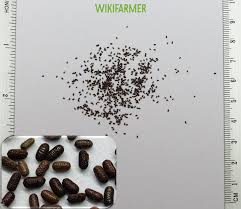 Attēlu rezultāti vaicājumam “Hypericum perforatum fruit”