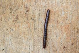 Attēlu rezultāti vaicājumam “Diplopoda”