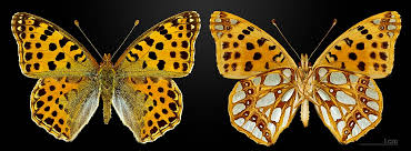 Attēlu rezultāti vaicājumam “Issoria lathonia”