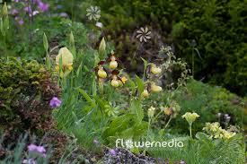 Attēlu rezultāti vaicājumam “Cypripedium calceolus”