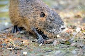 Attēlu rezultāti vaicājumam “Ondatra zibethicus”