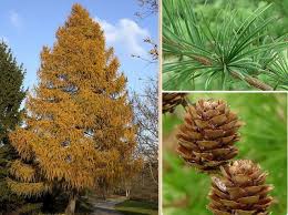 Attēlu rezultāti vaicājumam “Larix decidua var. polonica”
