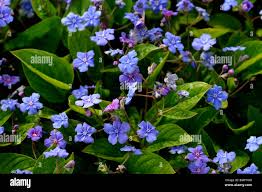 Attēlu rezultāti vaicājumam “Omphalodes verna flower”