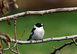 Image result for Ficedula albicollis