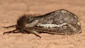 Attēlu rezultāti vaicājumam “Hepialidae”