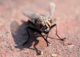 Attēlu rezultāti vaicājumam “Muscidae”