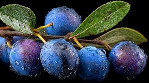 Attēlu rezultāti vaicājumam “Prunus spinosa leaf”