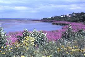 Attēlu rezultāti vaicājumam “Lythrum salicaria flower”