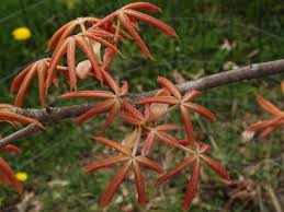 Attēlu rezultāti vaicājumam “Aesculus x neglecta flower”