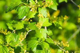 Attēlu rezultāti vaicājumam “Ribes alpinum”