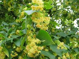 Attēlu rezultāti vaicājumam “Tilia x vulgaris”