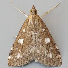 Attēlu rezultāti vaicājumam “Udea olivalis”