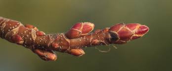 Attēlu rezultāti vaicājumam “Acer saccharinum bud”