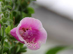 Attēlu rezultāti vaicājumam “Digitalis purpurea fruit”