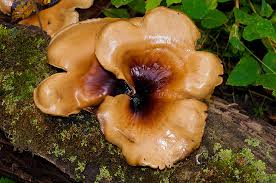 Attēlu rezultāti vaicājumam “Polyporus badius”