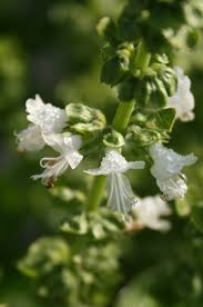 Attēlu rezultāti vaicājumam “Ocimum basilicum flower”