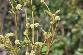 Attēlu rezultāti vaicājumam “Amaranthaceae”