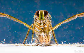 Attēlu rezultāti vaicājumam “Notonecta glauca”