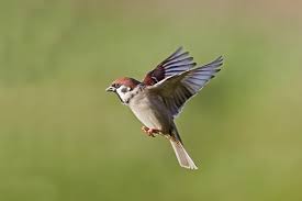 Attēlu rezultāti vaicājumam “Passer montanus adult”