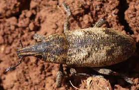 Attēlu rezultāti vaicājumam “Larinus sp.”