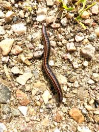 Attēlu rezultāti vaicājumam “Ommatoiulus sabulosus aimatopodus”