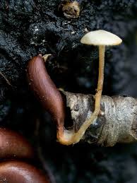 Attēlu rezultāti vaicājumam “Reticularia lycoperdon young”