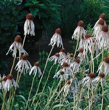 Image result for Echinacea pallida