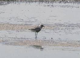 Attēlu rezultāti vaicājumam “Pluvialis squatarola adult”