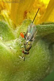 Attēlu rezultāti vaicājumam “Torymidae”