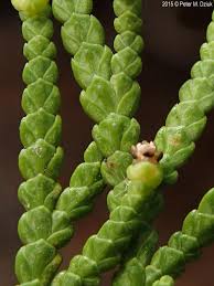 Attēlu rezultāti vaicājumam “Thuja occidentalis leaf”