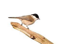 Attēlu rezultāti vaicājumam “Poecile palustris”