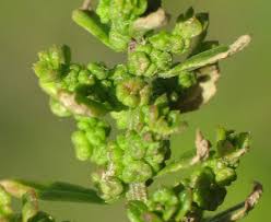 Image result for Chenopodium ambrosioides