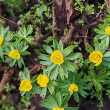 Attēlu rezultāti vaicājumam “Eranthis hyemalis”