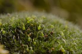 Attēlu rezultāti vaicājumam “Grimmia muehlenbeckii”