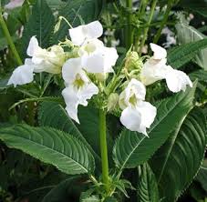 Attēlu rezultāti vaicājumam “Impatiens glandulifera flower”