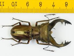 Attēlu rezultāti vaicājumam “Lucanidae”