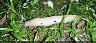 Attēlu rezultāti vaicājumam “Bolitophagus reticulatus imago”