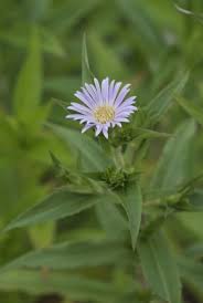 Attēlu rezultāti vaicājumam “Symphytocarpus sp.”