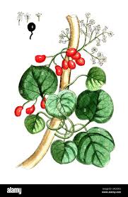 Attēlu rezultāti vaicājumam “Menispermum dauricum fruit”