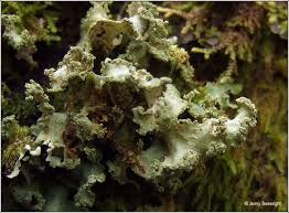 Attēlu rezultāti vaicājumam “Platismatia glauca”