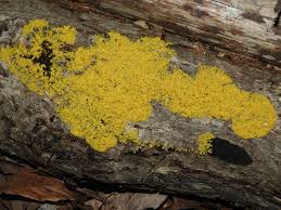 Attēlu rezultāti vaicājumam “Badhamia juliae macro”