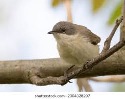 Attēlu rezultāti vaicājumam “Sylvia curruca”