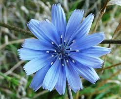 Attēlu rezultāti vaicājumam “Cichorium intybus flower”