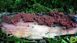 Attēlu rezultāti vaicājumam “Arcyria affinis”