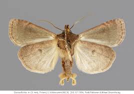 Attēlu rezultāti vaicājumam “Diarsia florida”