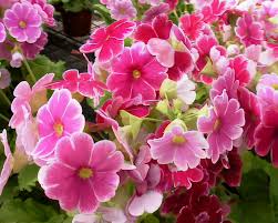 Image result for Primula obconica